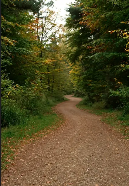 Forest Path Woodland path surrounded by trees