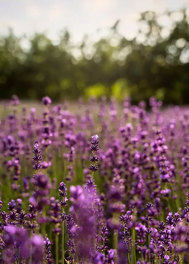 Lavender Lavender flowers growing in a field